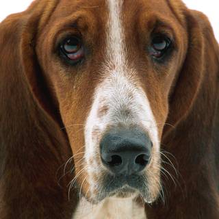 Basset Hound wallpaper