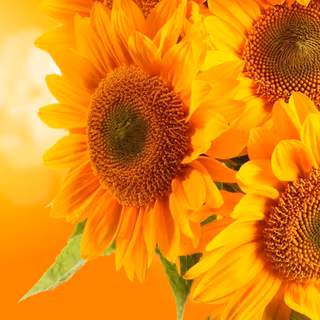 Yellow colour wallpaper