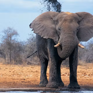 African elephant wallpaper