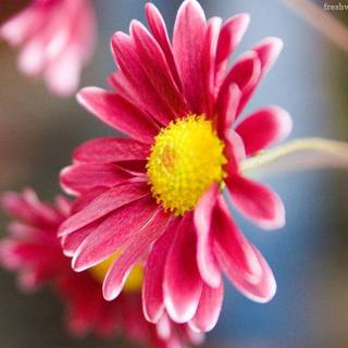 Flower wallpaper desktop