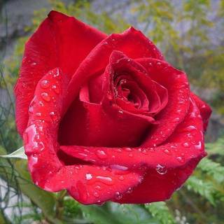 Free red rose wallpaper