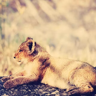 Lion cub wallpaper