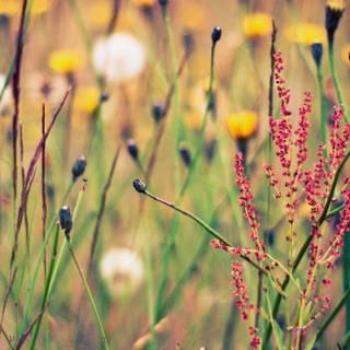 Wildflowers wallpaper