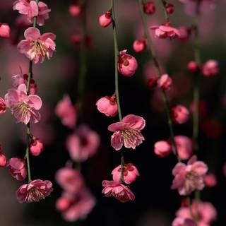 Backgrounds for PC laptops