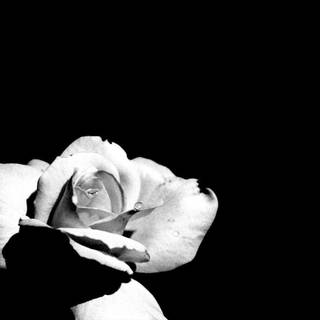 White and black wallpaper