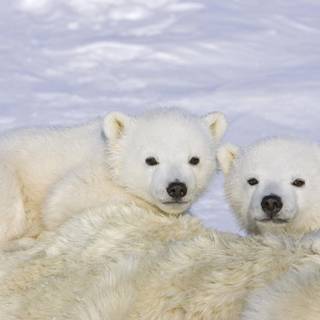 Polar bear wallpaper