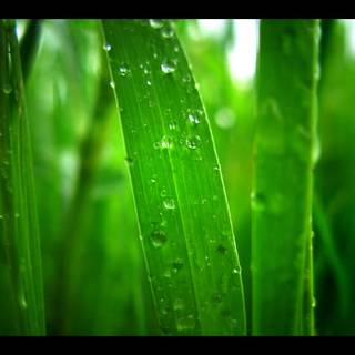 Green desktop backgrounds