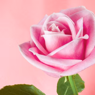 Roses desktop wallpaper