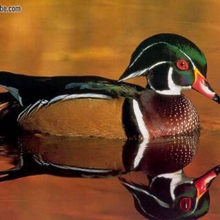 Wood duck wallpaper