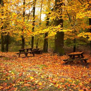 Fall leaves wallpaper