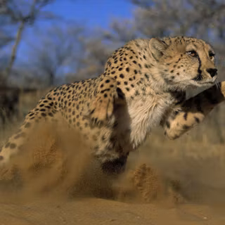 Cheetah wallpaper HD