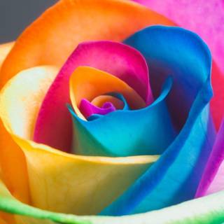 Rainbow flower wallpaper