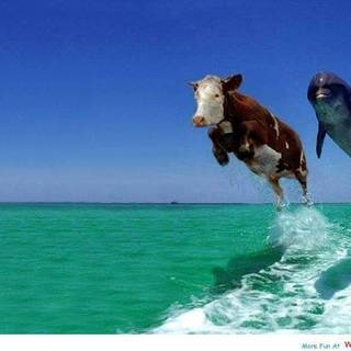 Funny facebook covers download