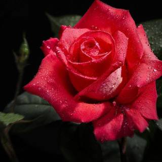 Rose desktop backgrounds