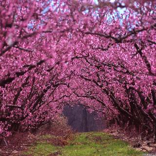 Beautiful spring wallpaper