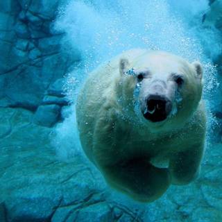 Desktop live backgrounds