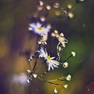 Wallpapers for Macbook Pro