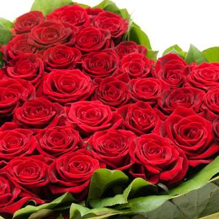 Red rose wallpaper download