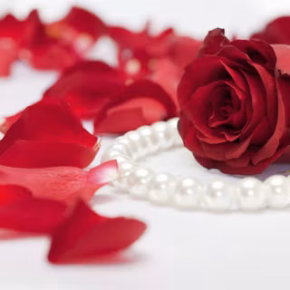Red rose flowers wallpaper