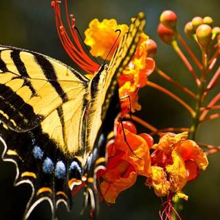 Butterfly and flower wallpaper