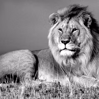 White lion background