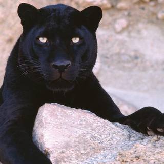 Black leopard wallpaper