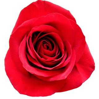 Red roses with white background