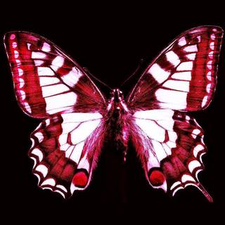 Red butterfly wallpaper