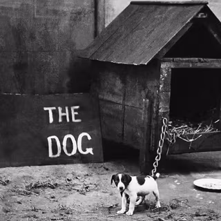 Funny dogs wallpaper