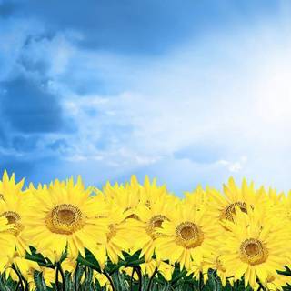 Pictures of flower backgrounds