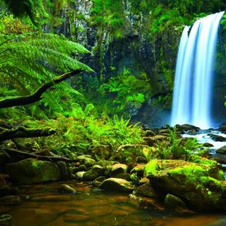 Amazon rainforest wallpaper