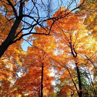 Cool fall backgrounds