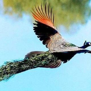 Animal Planet wallpaper