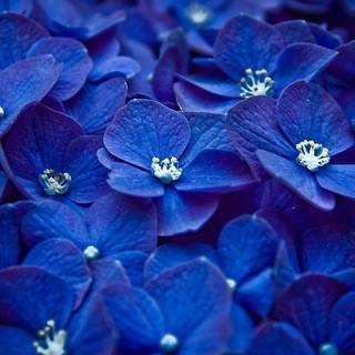 Blue flowers images