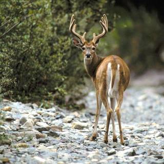 Free whitetail deer wallpaper
