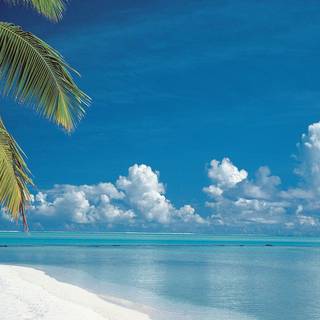 Free tropical wallpaper