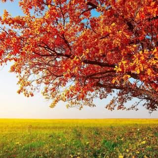 Red leaves wallpaper