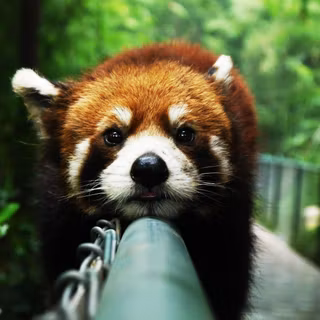 Red panda background