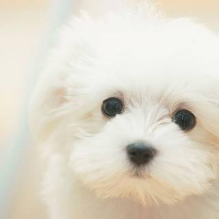 White dog wallpaper
