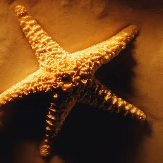 Starfish wallpaper