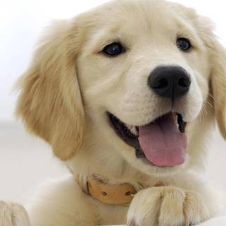 Backgrounds for PC laptops