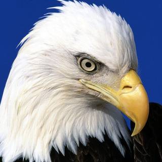 American bald eagle wallpaper