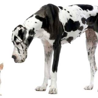 Great Dane wallpaper