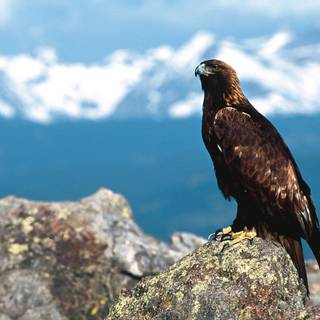 Golden eagle wallpaper