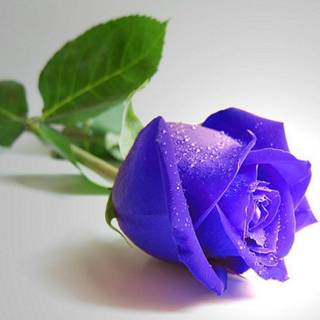 Blue rose wallpaper