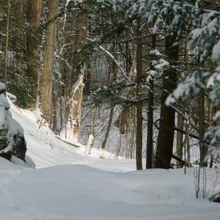 Winter free desktop wallpaper