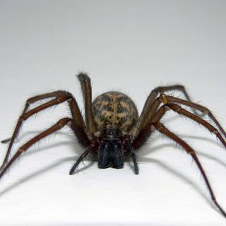 Free spider wallpaper