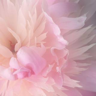Peony wallpaper