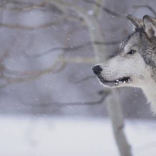 Gray wolf wallpaper