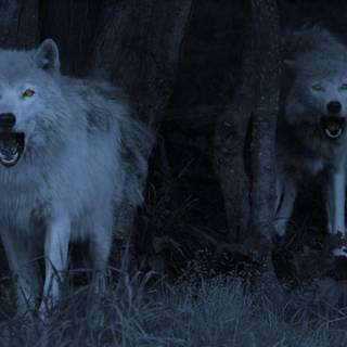 Wolf wallpaper desktop